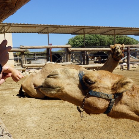 Camel Park